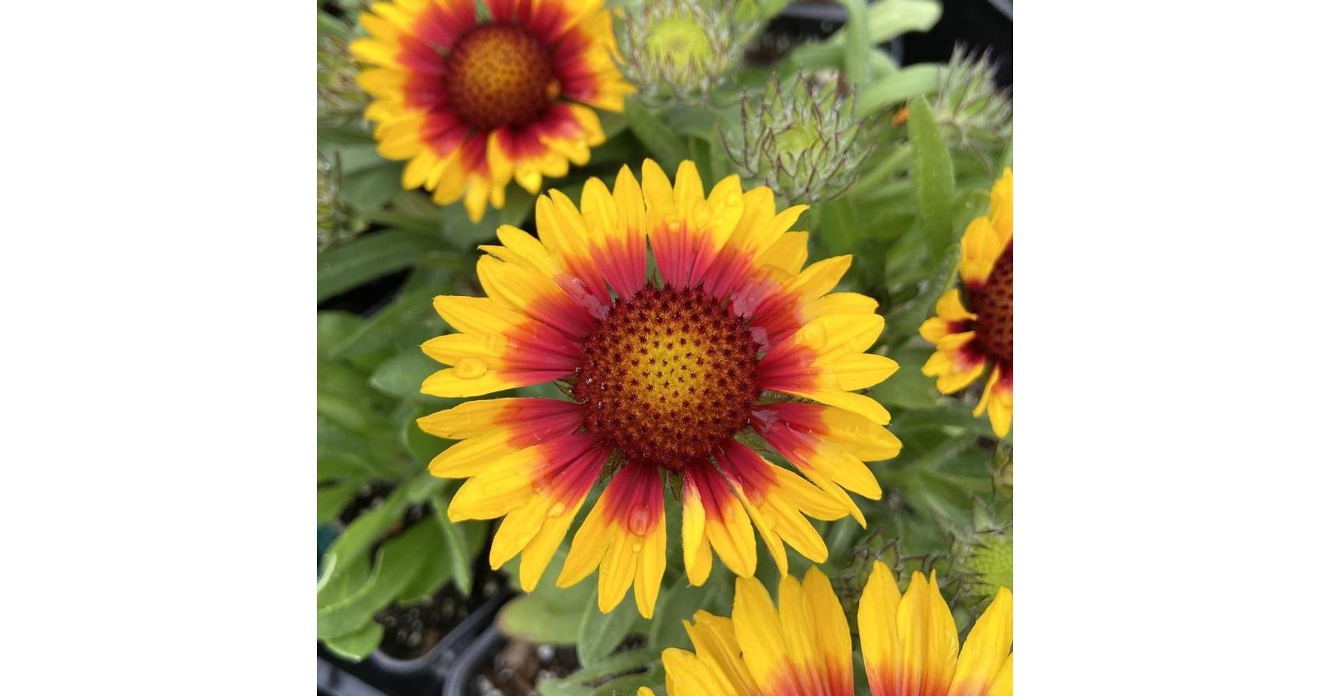 Gaillardia aristata 'Galya Blazing Sun' / Kokárdavirág Muskátli és